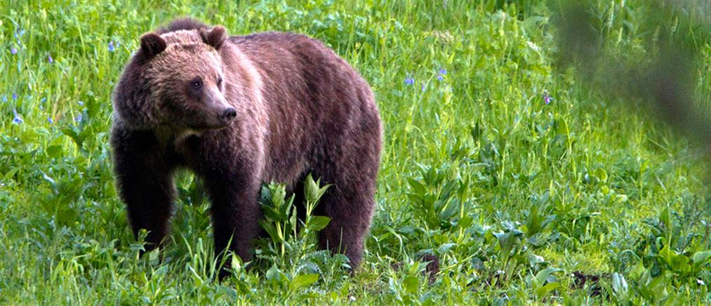 Σλοβακία - Επίθεση αρκούδας: 31χρονη σκοτώθηκε τρέχοντας για να… σωθεί!