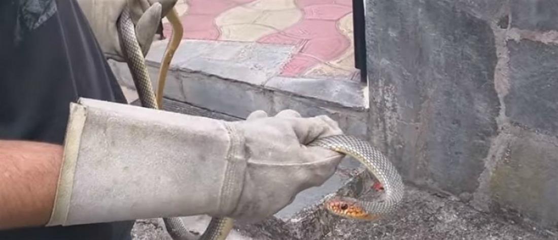 Έπιασε με τα χέρια το φίδι που είχε μπει σε αποθήκη σπιτιού (βίντεο)