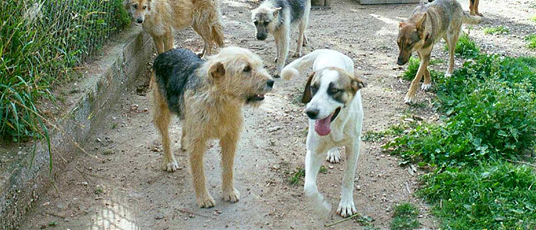 Κρήτη: Συνελήφθη για την κακοποίηση 38 ζώων συντροφιάς