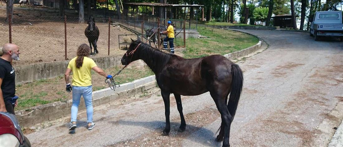 Τρίκαλα: άλογο κάλπαζε ελεύθερο στους δρόμους της πόλης (εικόνες)