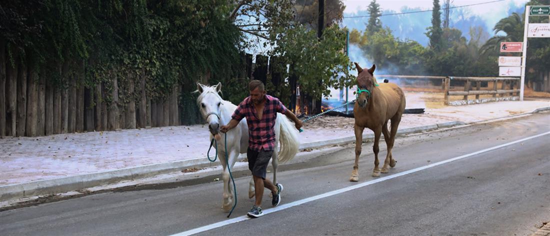 Φωτιά στη Βαρυμπόμπη: Απομακρύνθηκαν τα άλογα (εικόνες)