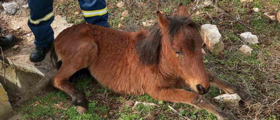 Άλογο εγκλωβίστηκε σε φρεάτιο - Το έσωσαν πυροσβέστες (εικόνες)