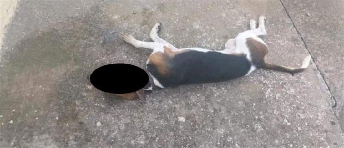 Σκύλος δηλητηριάστηκε από φόλα στην Νεάπολη