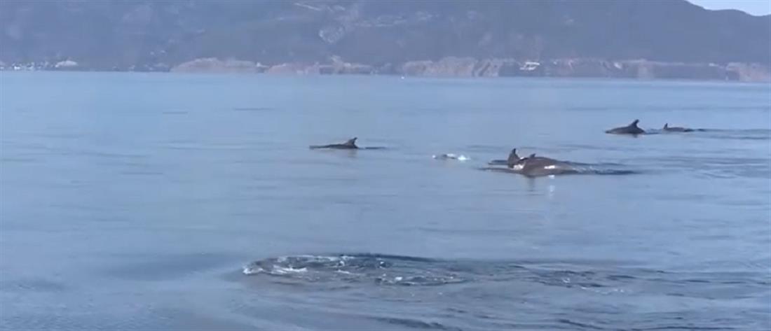 Ένας πανέμορφος “χορός” δελφινιών στη Φθιώτιδα (βίντεο)