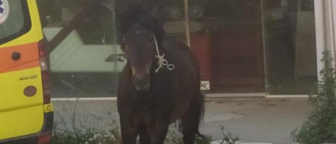 Ηράκλειο: Άλογο “έκοβε” βόλτες στην πόλη (εικόνες)