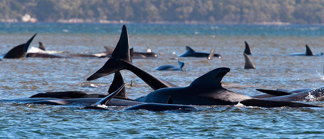 Συναγερμός για 270 φάλαινες που εγκλωβίστηκαν σε ακτή