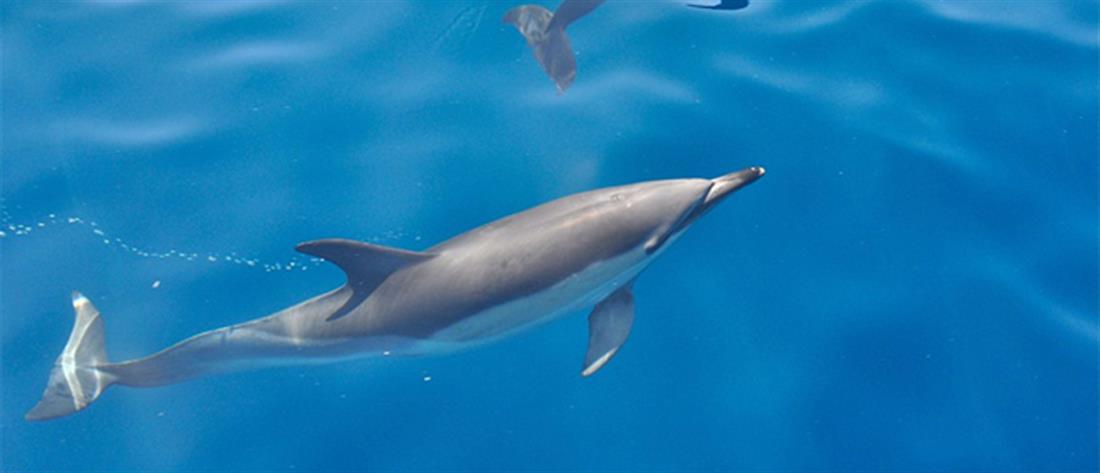 Θεσσαλονίκη: Νεκρό δελφίνι σε παραλία 