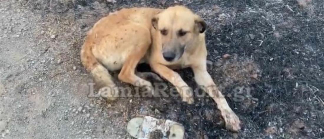 Συγκινητικό βίντεο: Ο σκύλος που σώθηκε από την φωτιά στο Μαρτίνο