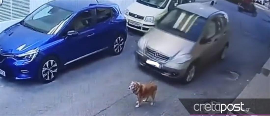 Ηράκλειο: ελεύθερη η γυναίκα που πάτησε σκύλο με το αυτοκίνητο