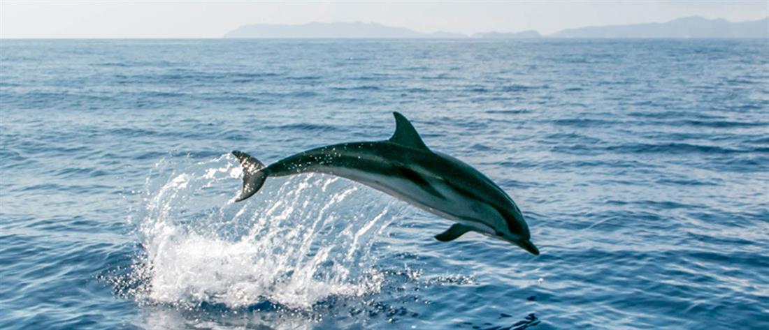 Απίστευτο βίντεο από την Κορινθία: δεκάδες δελφίνια “χορεύουν” στο νερό
