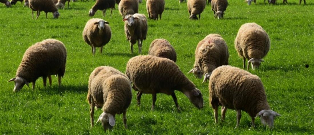 Σέρρες: Καταγγελία κτηνοτρόφου για ληστεία “μαμούθ”