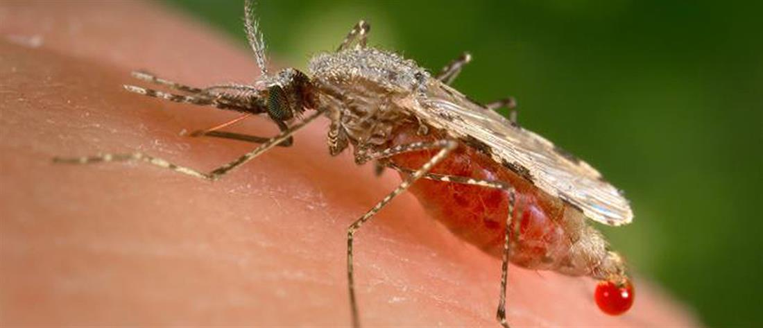 Οι επτά πιθανοί λόγοι που τα κουνούπια τσιμπάνε εσάς κι όχι τον διπλανό σας