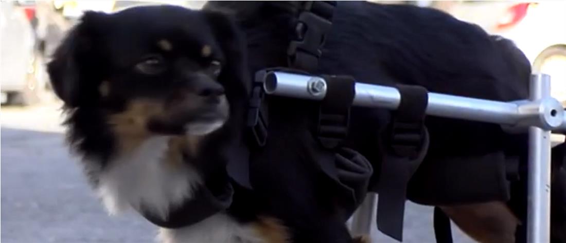 Γυναίκα δώρισε καροτσάκι σε ανάπηρο σκυλί (βίντεο)