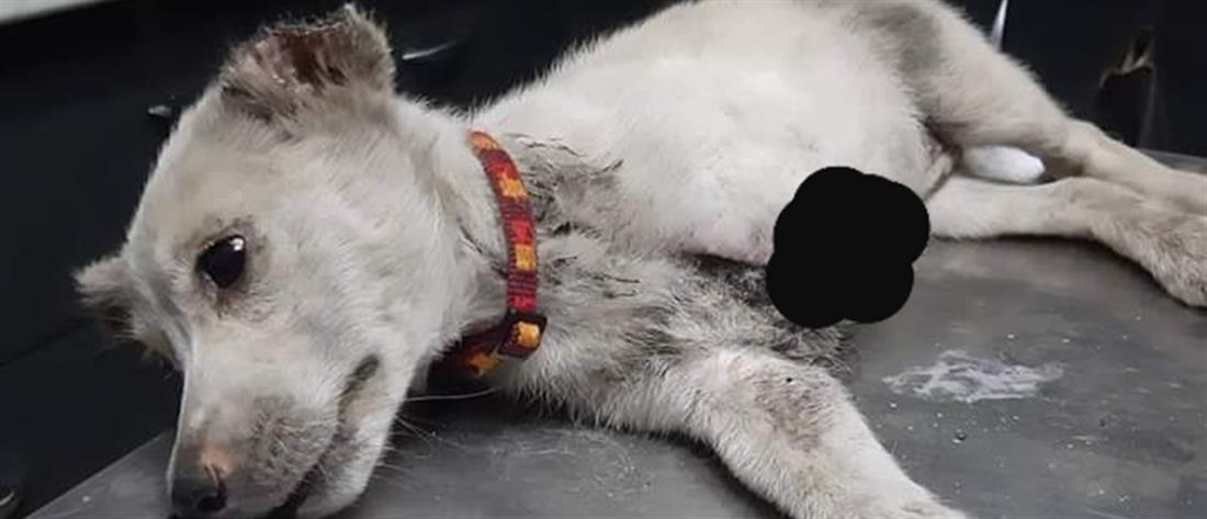 Κτηνωδία: έκοψαν το πόδι και τα αυτιά σκύλου στην Ξάνθη! (εικόνες)