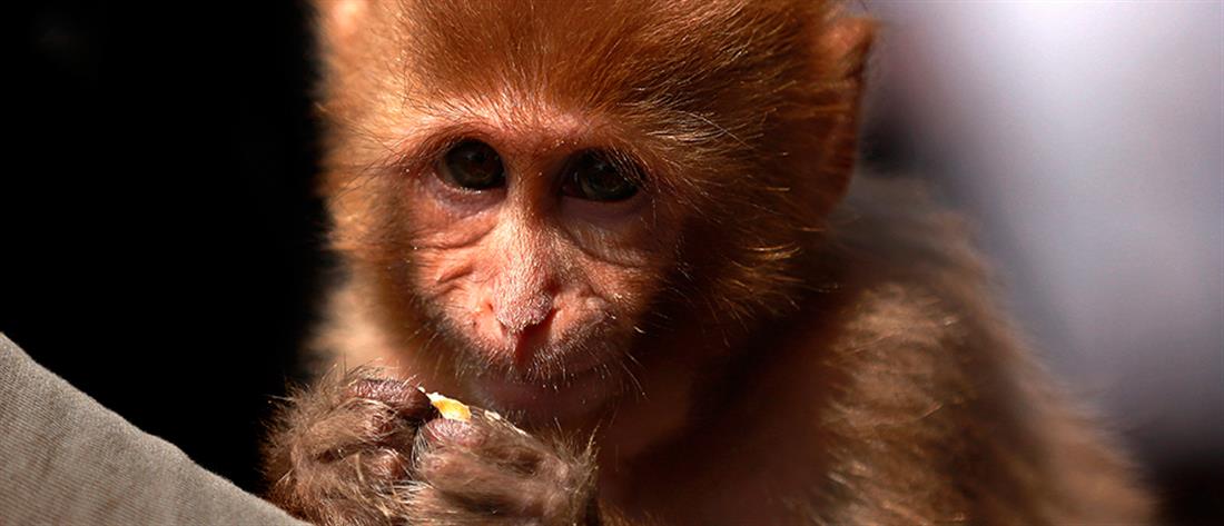Συναγερμός στην Ινδία: Μαϊμούδες άρπαξαν δείγματα αίματος ασθενών με κορονοϊό