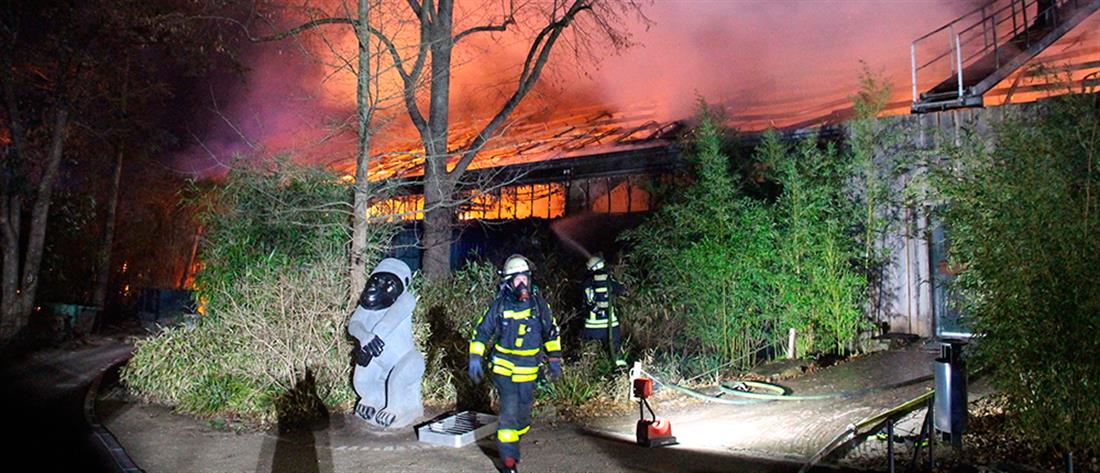 Παράνομα φαναράκια προκάλεσαν την φονική φωτιά στον ζωολογικό κήπο