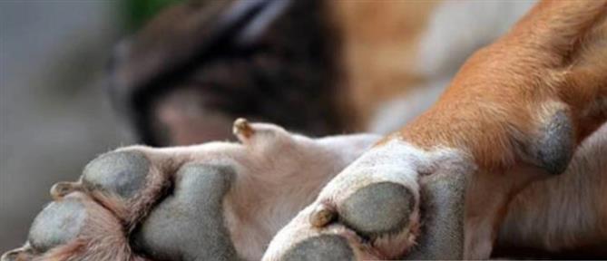 Αλμυρός – Κακοποίηση ζώων: Είχε τον σκύλο δεμένο σε τρέιλερ