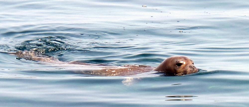 Φώκια «Monachus monachus» εμφανίστηκε στην Κύπρο