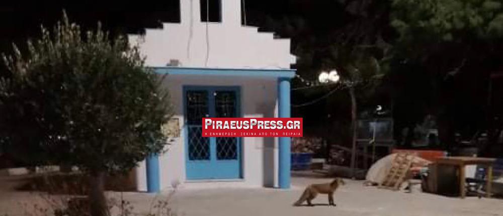 Κερατσίνι: Αλεπού “κόβει βόλτες” στο λιμανάκι (εικόνες)