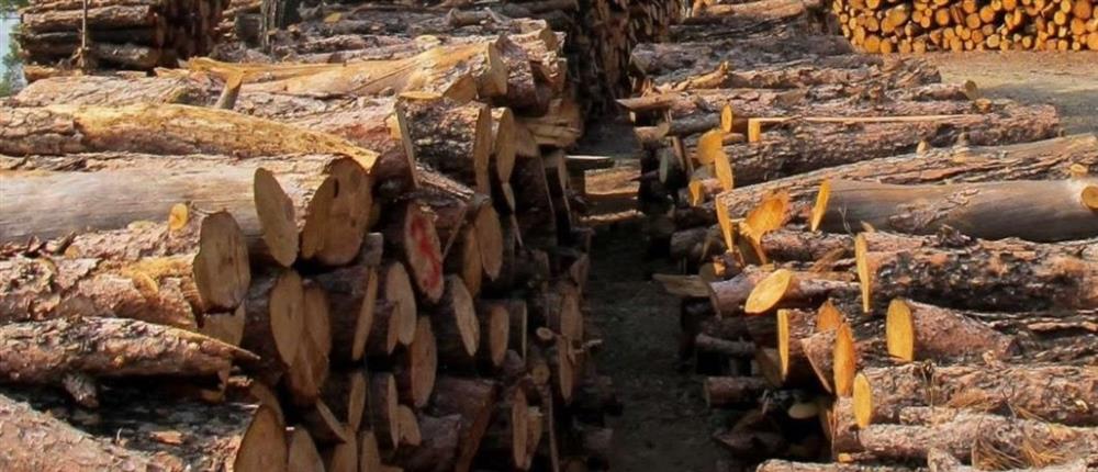 Θεσσαλονίκη: Ελεύθερος με όρους ο 62χρονος που κατηγορείται για παράνομη υλοτομία και εμπορεία ξυλείας