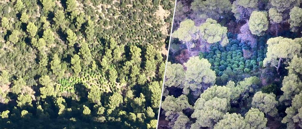 Η ΕΛ.ΑΣ. ξερίζωσε... “χρυσό δάσος” με δενδρύλλια κάνναβης (εικόνες)