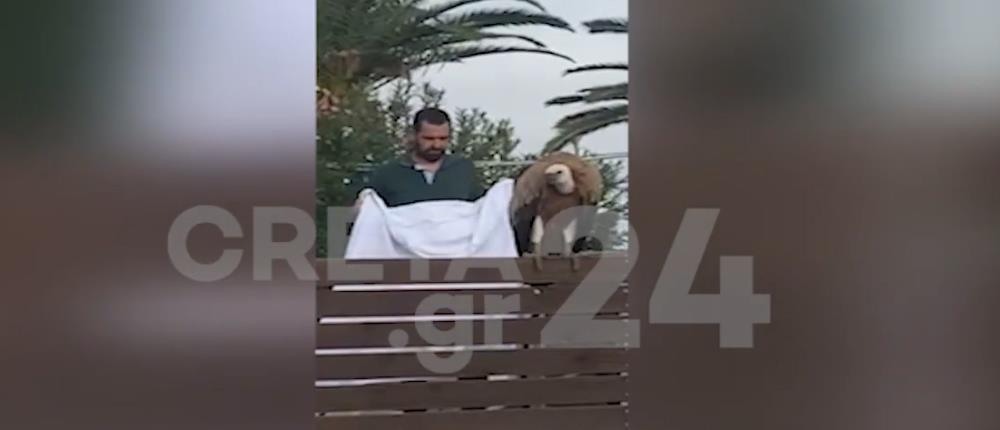 Κρήτη - Γυπαετός: Εντυπωσιακή διάσωση άγριου πτηνού (εικόνες)