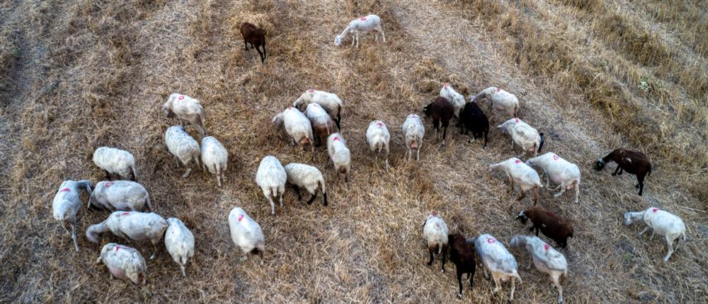 Ευλογιά αιγοπροβάτων – Κτηνοτρόφοι: Αποφασίζουν για μας, χωρίς εμάς