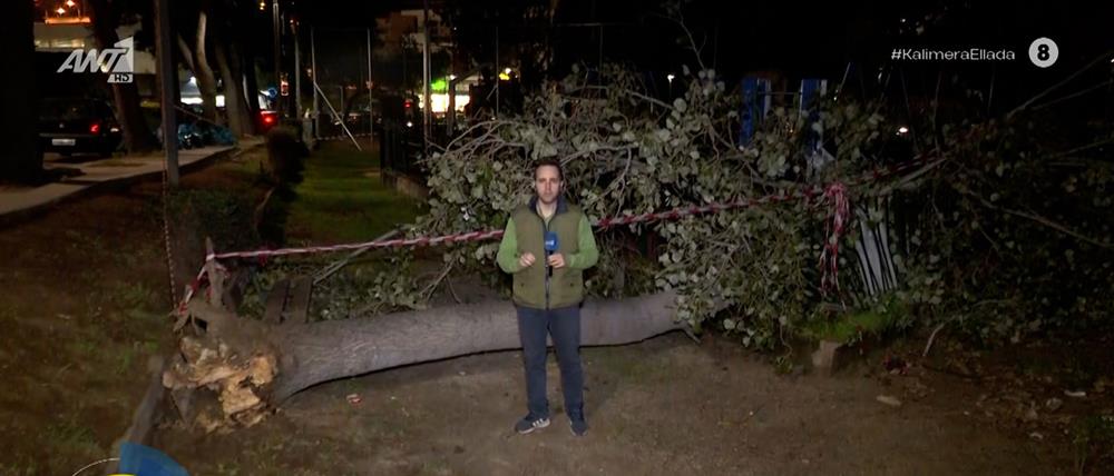Χαϊδάρι: Τεράστιο δέντρο έπεσε μέσα σε παιδική χαρά!