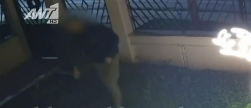 Θεσσαλονίκη: Ατζαμής κλέφτης αρπάζει στολίδια και λαμπάκια από αυλές σπιτιών (βίντεο)