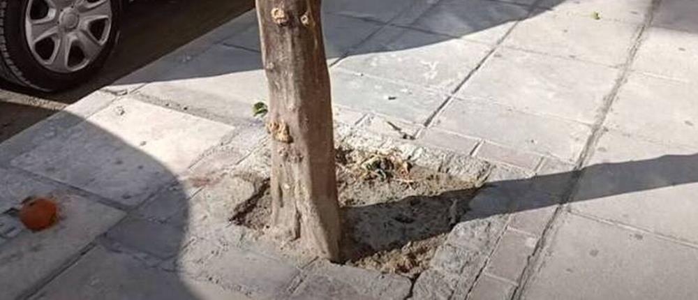 Τσιμέντωσαν δέντρα στη Θεσσαλονίκη (εικόνες)