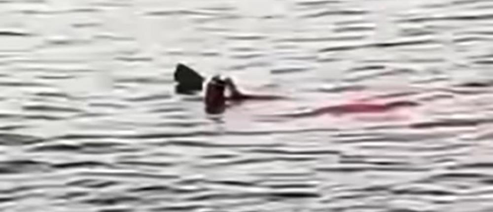 Αίγυπτος: Καρχαρίας κατασπάραξε τουρίστρια σε θέρετρο (βίντεο)