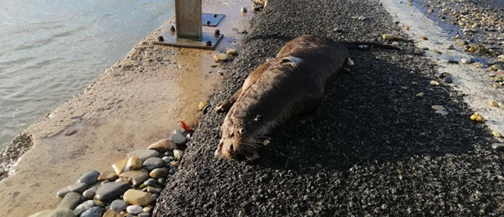 Ενυδρίδα βρέθηκε νεκρή (εικόνες)
