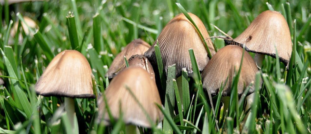 Στην Ιταλία για μεταμόσχευση θα μεταφερθεί το ζευγάρι που δηλητηριάστηκε από μανιτάρια στην Έδεσσα