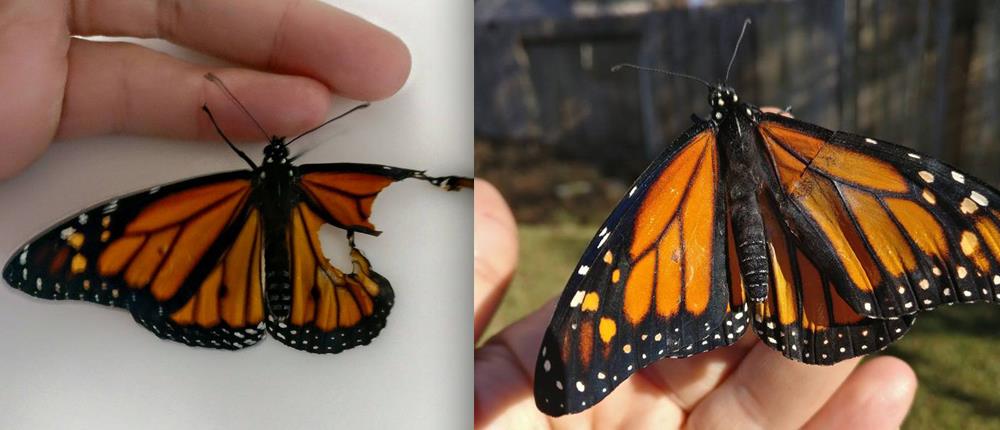 Έκανε μεταμόσχευση φτερού σε πεταλούδα! (βίντεο)