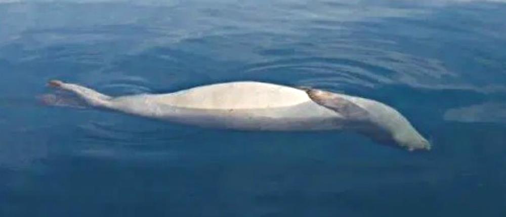 Σκότωσαν φώκια “Monachus Monachus” στη Μηλίνα (εικόνες)