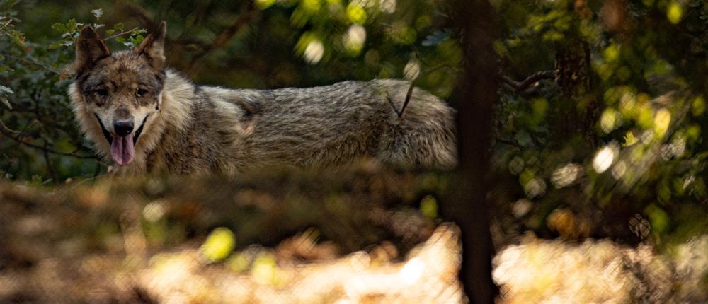 Όρος Αιγάλεω: Καταγγελία για επίθεση λύκων στα όρια του αστικού ιστού