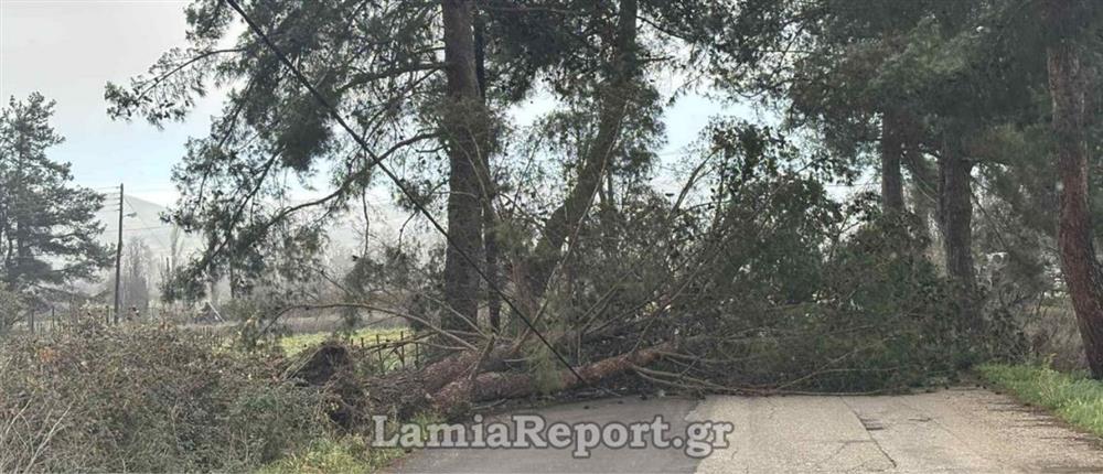 Λαμία: Ζημιές από τους θυελλώδεις ανέμους στη Φθιώτιδα