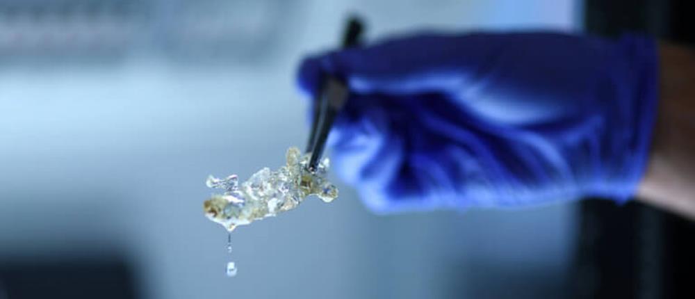 Επανάσταση στην βιοϊατρική: Διαφανή ανθρώπινα όργανα δια χειρός επιστημόνων (εικόνες)