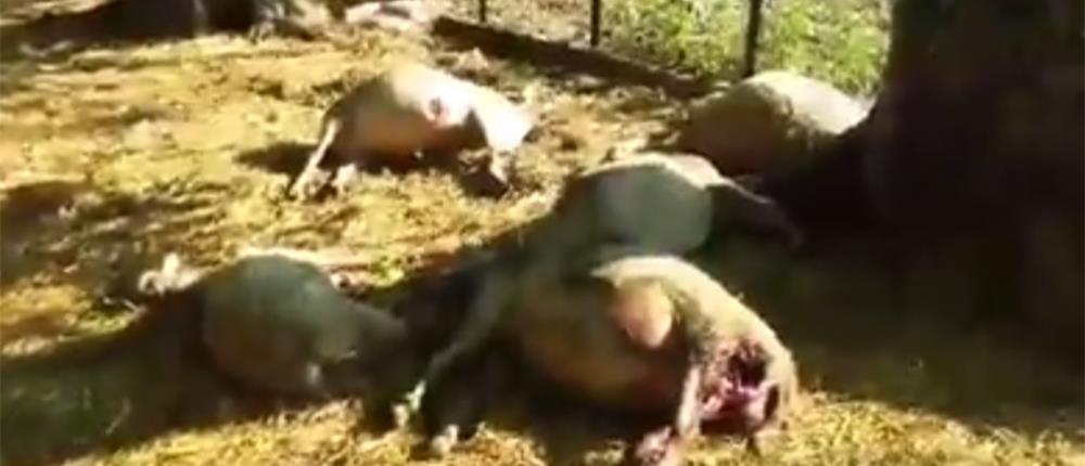 Επίθεση λύκων σε κοπάδι προβάτων (βίντεο)