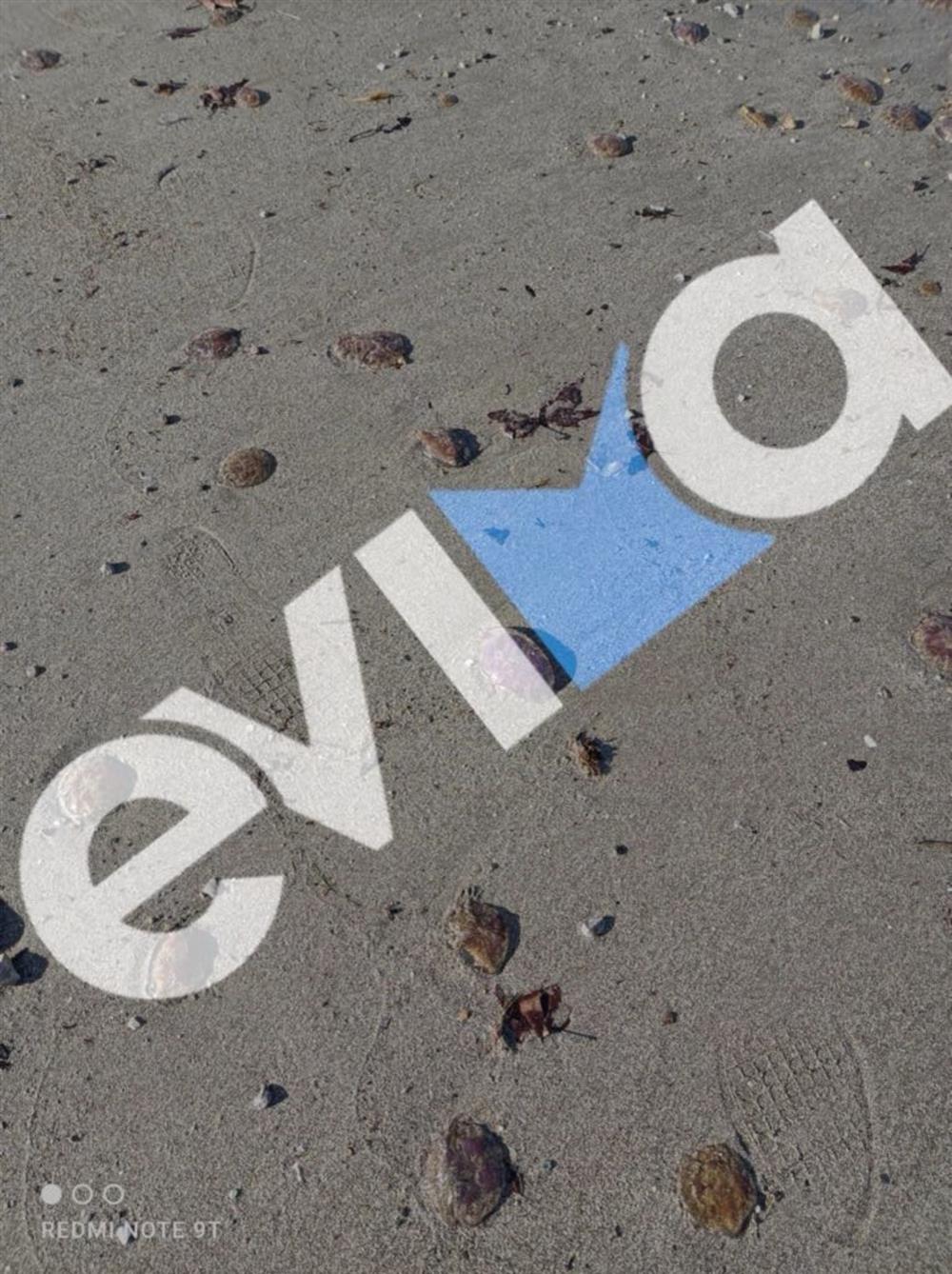 Μωβ - Μέδουσες - Παραλία - Εύβοιας