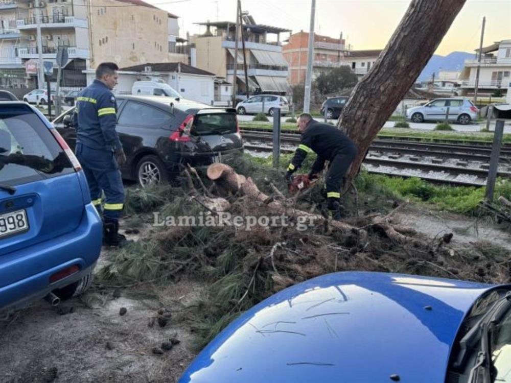 Λαμία - δέντρο Λαμία - δέντρο