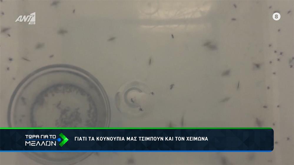 Τι είναι ο δάγκειος πυρετός;