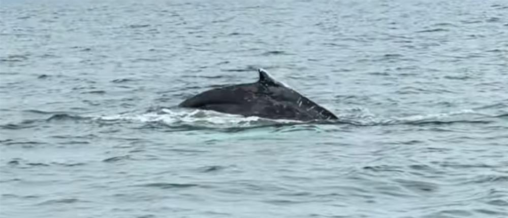 Εντυπωσιακό βίντεο: Φάλαινα εμφανίστηκε μετά από 87 χρόνια στον Παγασητικό