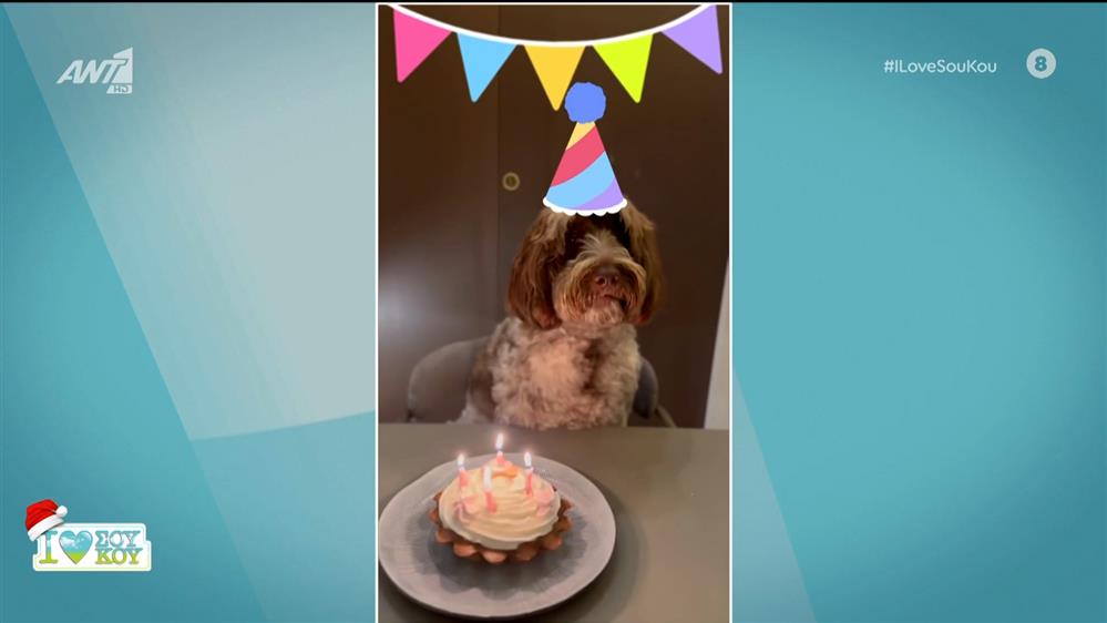 Τεσσάρων ετών έγινε η Farlie του Στέφανου Κασσελάκη - I LOVE ΣΟΥ ΚΟΥ - 02/12/2023