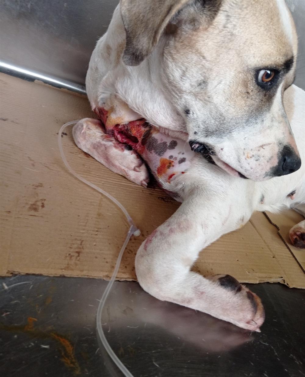 Κορυδαλλός - σκύλος - πυροβολισμός Κορυδαλλός - σκύλος - πυροβολισμός