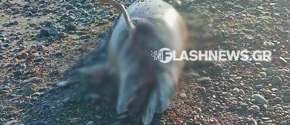 Χανιά: Νεκρό δελφίνι ξεβράστηκε σε παραλία (εικόνες)