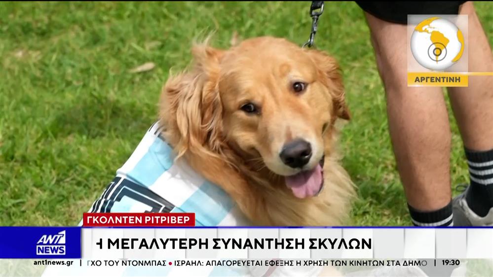 Γκόλντεν Ριτρίβερ - Η μεγαλύτερη συνάντηση σκύλων στο Μπουένος Άιρες