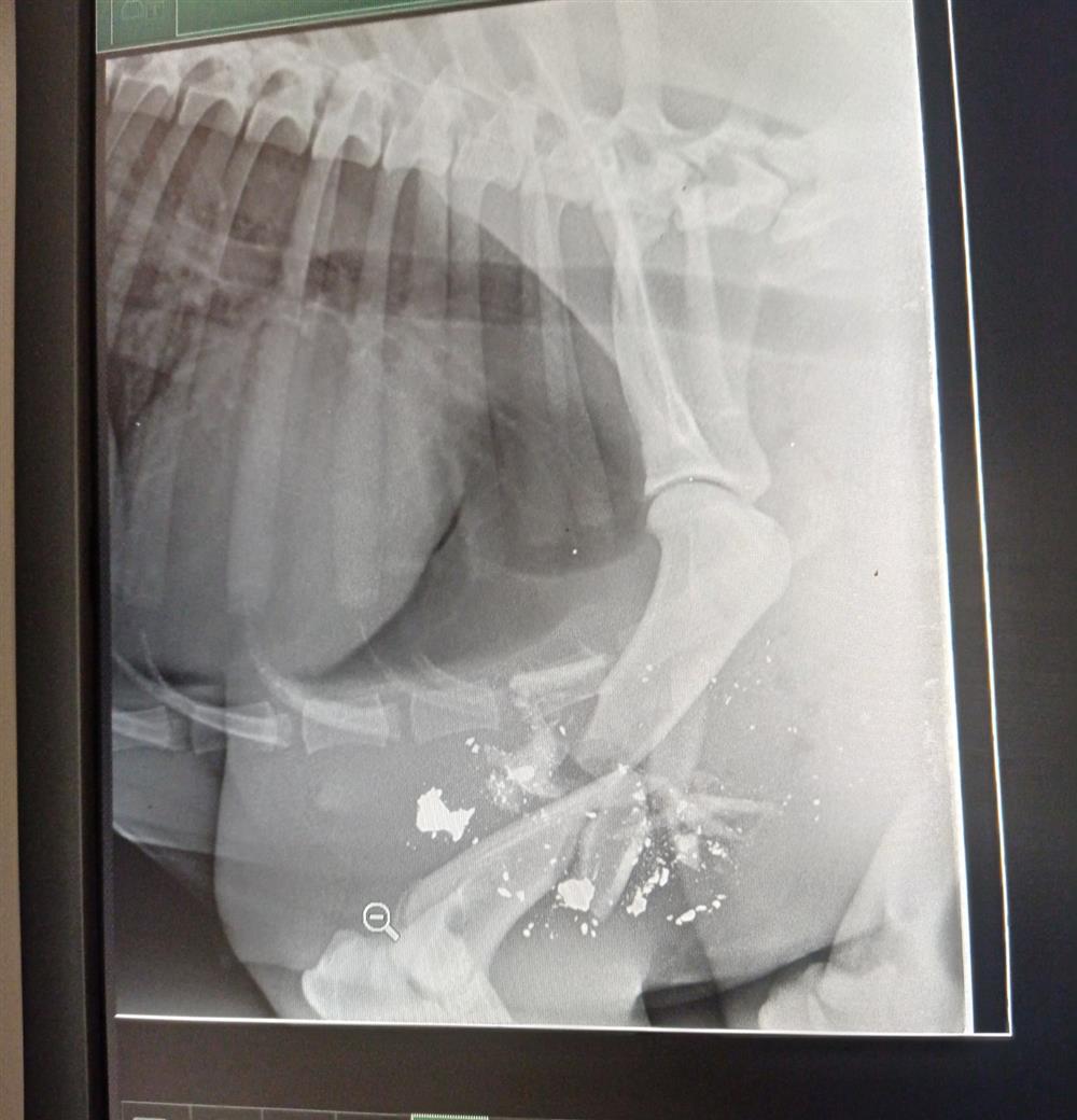 Κορυδαλλός - σκύλος - πυροβολισμός Κορυδαλλός - σκύλος - πυροβολισμός