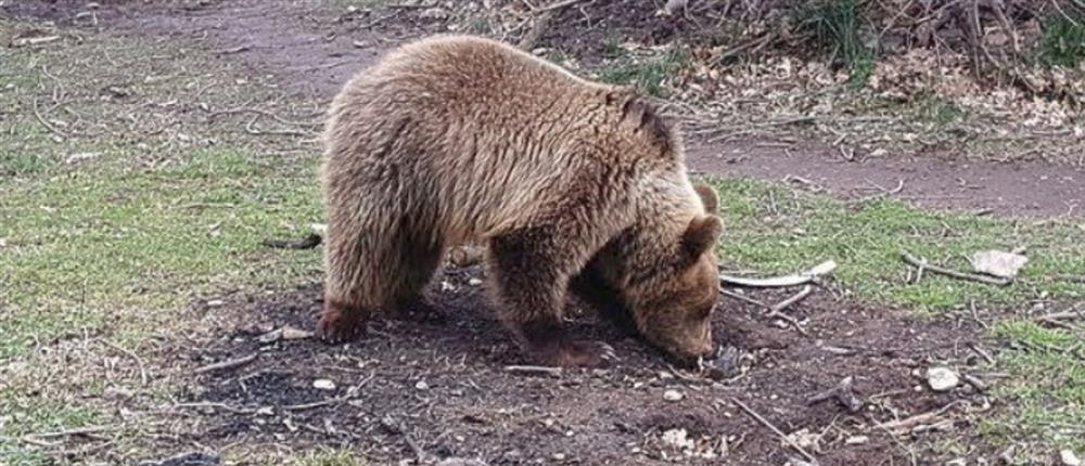Καναδάς: Αρκούδα επιτέθηκε σε ομάδα μαθητών στα δυτικά της χώρας - Δύο άτομα σε κρίσιμη κατάσταση	