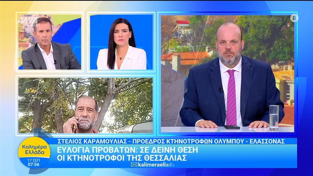 Ευλογιά προβάτων: Σε δεινή θέση οι κτηνοτρόφοι της Θεσσαλίας – Καλημέρα Ελλάδα – 17/09/2025